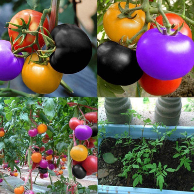 CYBEXIS Rainbow Tomato Seed Multicolor Tomato Seeds2000 Seeds Seed(2000 per packet)