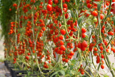 seedagro tomato Seed(145 per packet)