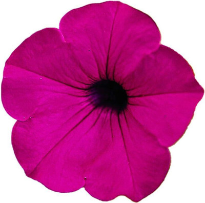 Qualtivate GBPUT-4 Tidal Wave Purple Hybrid Petunia Seeds Seed(50 per packet)