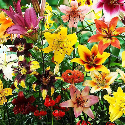 greenearthfarm Rain Lily Flower Hybrid Seeds Mix Colors,( Pack of 2 Bulbs) Seed(2 per packet)
