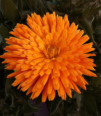 Lippy Calendula Radar Seed(70 per packet)
