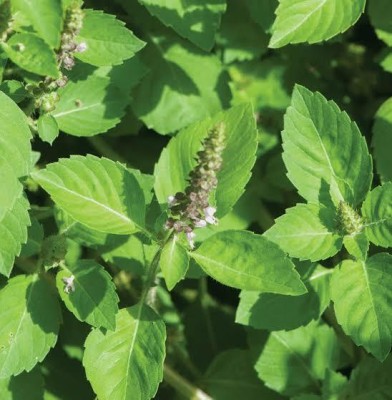 SUNWAN BASIL, Holy Rama Tulsi/रामा तुलसी Plant Seed(50 per packet)