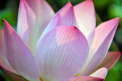 ActrovaX lotus,kamal gatta Seed(11 per packet)