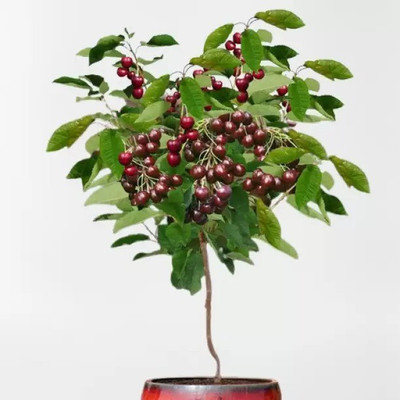 MAA Cherry, Sweet Cherry Seed(24 per packet)