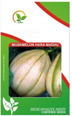 VibeX LX-98 - Hara Madhu Kharbuj / Musk Melon - (150 Seeds) Seed(150 per packet)