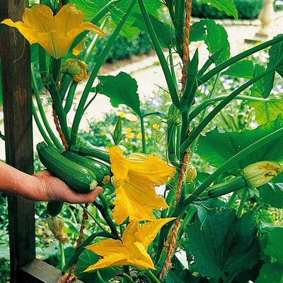 CYBEXIS Green Zucchini Seeds400 Seeds Seed(400 per packet)