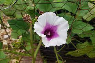 MAA Morning Glory Seed(33 per packet)