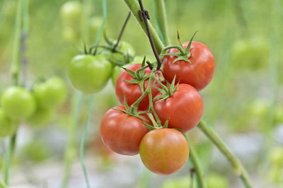 salven tomato Seed(135 per packet)