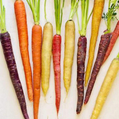 CYBEXIS Good Germination Rainbow Carrot Seed2000 Seeds Seed(2000 per packet)
