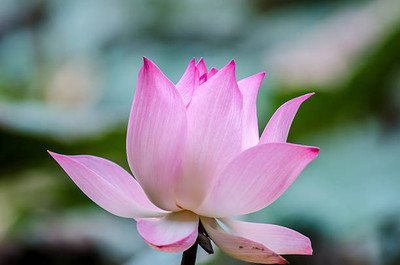 megoodluk lotus,kamal gatta Seed(11 per packet)