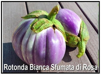 Biosnyg Disease-Resistant Rotonda Bianca Sfumata di Rosa Brinjal (400 Seeds) Seed(400 per packet)