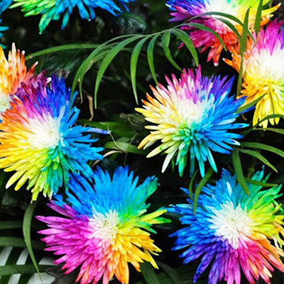 CYBEXIS Hybrid Rainbow Chrysanthemum Seeds Seed(25 per packet)