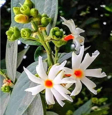 BDSresolve Shuli flower seeds/Night jasmine seeds 19 Seed(19 per packet)