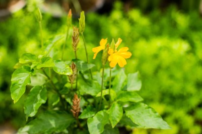 Avysa kanakambaram-firecracker-crossandra Seed(75 per packet)