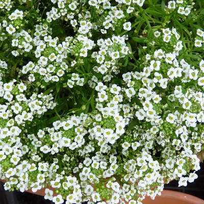the green dotcom Alyssum White Seed(278 per packet)