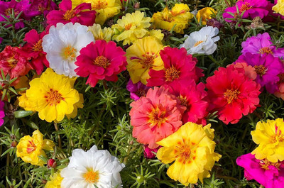 the green dotcom Portulaca Mix Flower Seeds, Flowering Plants Seeds for Home Gardening Seed(360 per packet)