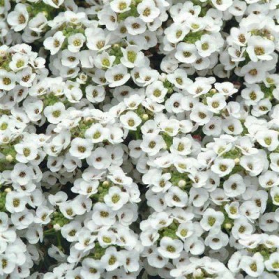 CYBEXIS Seeds Alyssum Royal Carpet Seed(1 g)