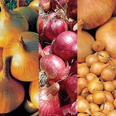 WILLVINE Winter Onion Mix Varieties Like Red Winter - Senshyu Yellow - Radar-[400 Seeds] Seed(400 per packet)