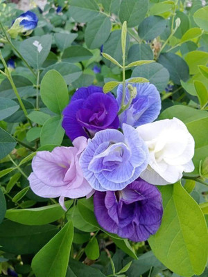 Dasstore Aprajita hybrid and mix colour good quality flower plant seed 30p+ per packet Seed(30 per packet)