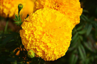 agrilabh marigold/gende ka phool flower seeds Seed(50 per packet)