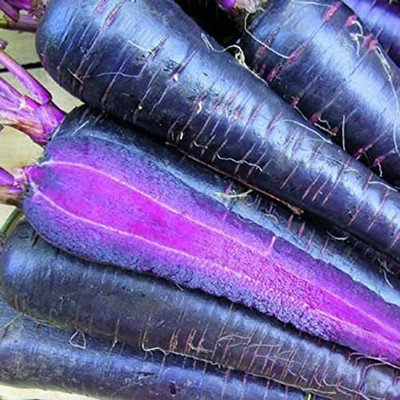 DIVINE CARROT Seed(20 per packet)