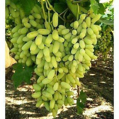 Decon Grapes Seed(25 per packet)