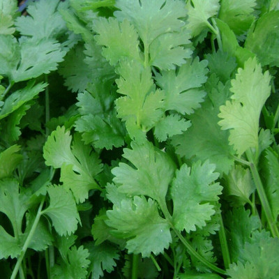 ZIXA Corriander Herb Coriandrum sativum Seed(200 per packet)