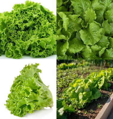ibains Iceberg lettuce seeds hybrid beej 32 Seed(32 per packet)