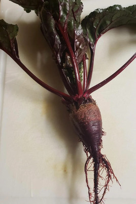 MYLAWN High Quality Red Beauty Beetroot Seed(100 per packet)