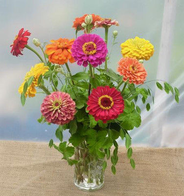 GREENSEA Hybrid Zinnia Flower Seed(50 per packet)