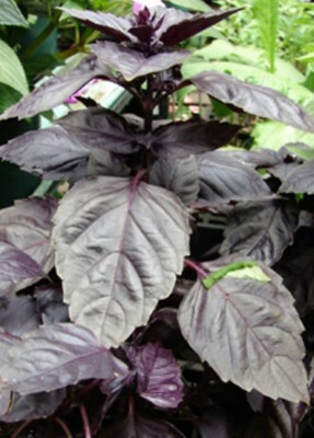 WILLVINE HUA-14 Red Basil Seeds Seed(2000 per packet)