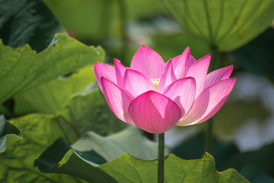 JEEVIKA lotus,kamal gatta Seed(14 per packet)