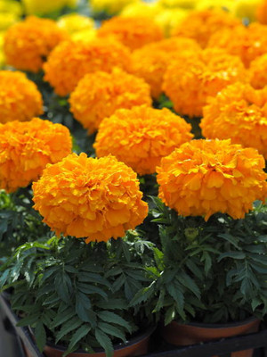 SUNWAN marigold/gende ka phool flower seeds Seed(75 per packet)