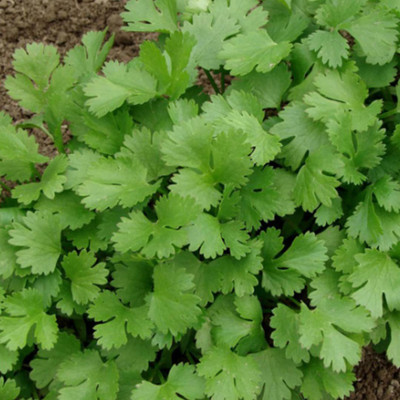 Aywal Coriander Green Leaves F1 Hybrid Seed(2000 per packet)