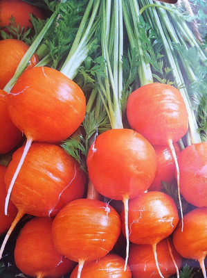 VibeX ® LXI-319 Carrot Parisian Market Red Seed(500 per packet)