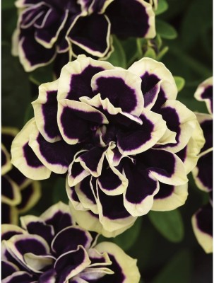 WHADE Petunia, Midnight Gold Seed(70 per packet)