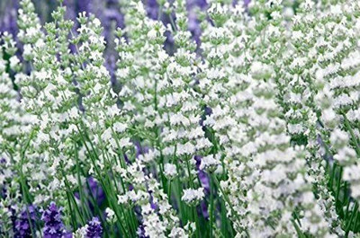 CYBEXIS VVI-55 - Lavender Edelweiss (White Color) - (2250 Seeds) Seed(2250 per packet)