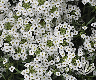Aywal Alyssum Red Flower Seed(20 per packet)