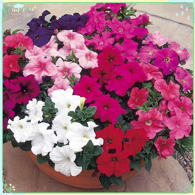 CYBEXIS XLR-91 - Petunia - Super Hybrid Mix - (60 Seeds) Seed(60 per packet)