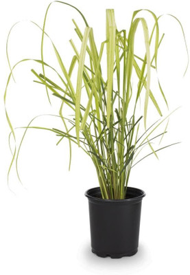 XOLDA Organic lemon grass herb Seed(1 per packet)