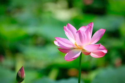 KANAYA lotus,kamal gatta Seed(15 per packet)