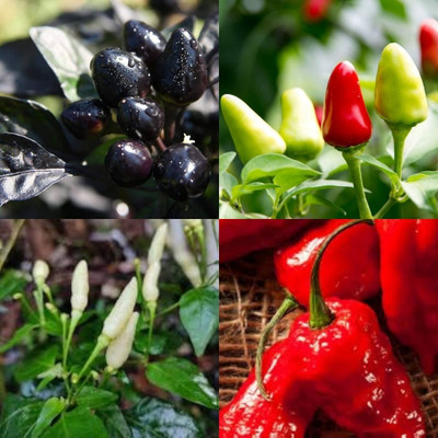 ibains Chilli tree seeds230 Seed(230 per packet)