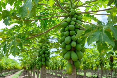 BHUSAN Papaya seeds taiwan red lady 786 plant Seed(300 per packet)
