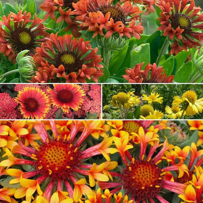 KANAYA Gaillardia Double Mix Flower Seed(33 per packet)