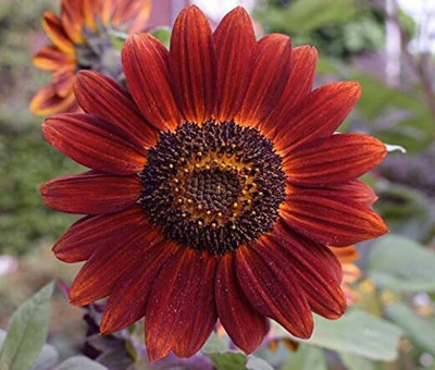 CYBEXIS LXI-5 - Sunflower - (1350 Seeds) Seed(1350 per packet)
