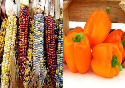 CRGO SWEETCORN , CORN , MAKKA Seed(30 per packet)