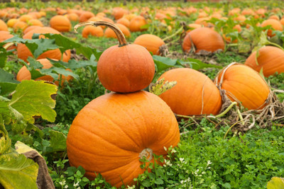 abiswas Sweet Pumpkin Seeds For Planting Seed Seed(140 per packet)