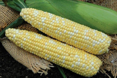 LPR SWEET CORN Seed(200 per packet)
