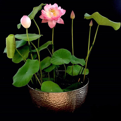 VibeX LX-30 - Water Lily Flower - (270 Seeds) Seed(270 per packet)