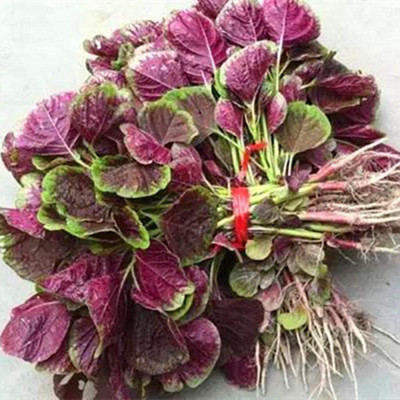 CYBEXIS F1 Round Leaf red Amaranth Seeds2800 Seeds Seed(2800 per packet)
